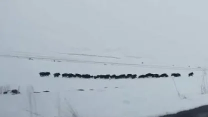 Karlı arazide ilerleyen domuz sürüsü görüntülendi