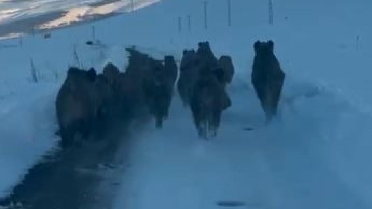 Karlı köy yolundaki domuz sürüsü kamerada