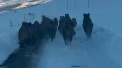 Karlı köy yolundaki domuz sürüsü kamerada
