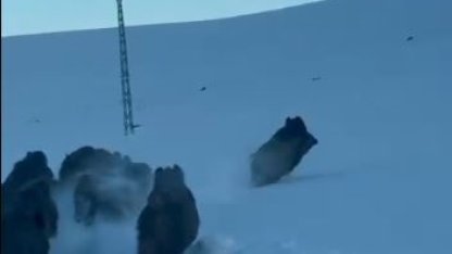 Karlı köy yolundaki domuz sürüsü kamerada