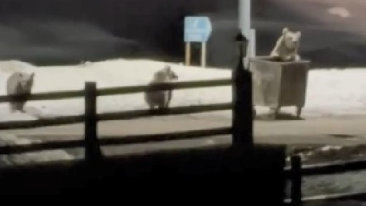 Kars’ta anne ayı ve yavrularının çöp konteynırı mesaisi kamerada