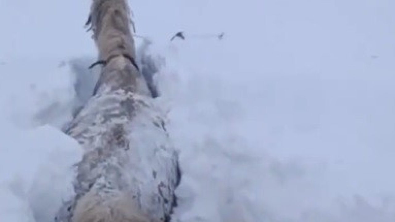 Kars’ta bu kez at kara saplandı