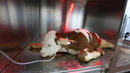 Kars’ta dünyada ilk: Buzağılarda ozon tedavisi