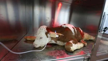 Kars’ta dünyada ilk: Buzağılarda ozon tedavisi