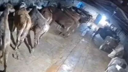 Kars'ta kar ağırlığına dayanamayan çatının çökmesi kameraya yansıdı