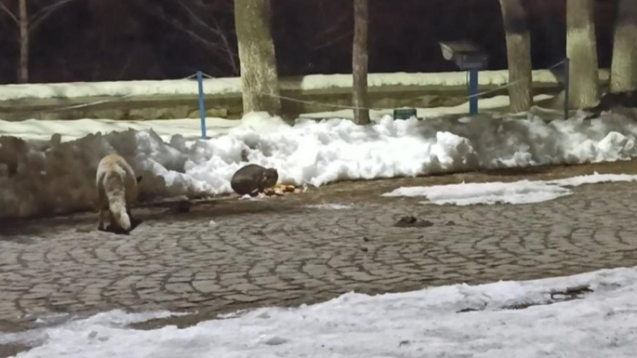 Kars’ta kedi ile tilkinin ilginç karşılaşması kamerada