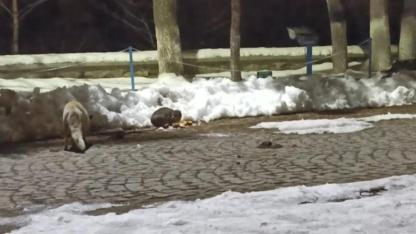 Kars’ta kedi ile tilkinin ilginç karşılaşması kamerada