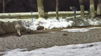 Kars’ta kedi ile tilkinin ilginç karşılaşması kamerada