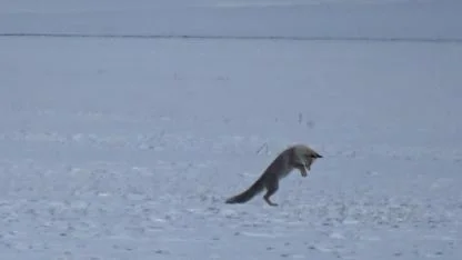 Kars’ta kızıl tilkinin kar altındaki avı kameraya yansıdı