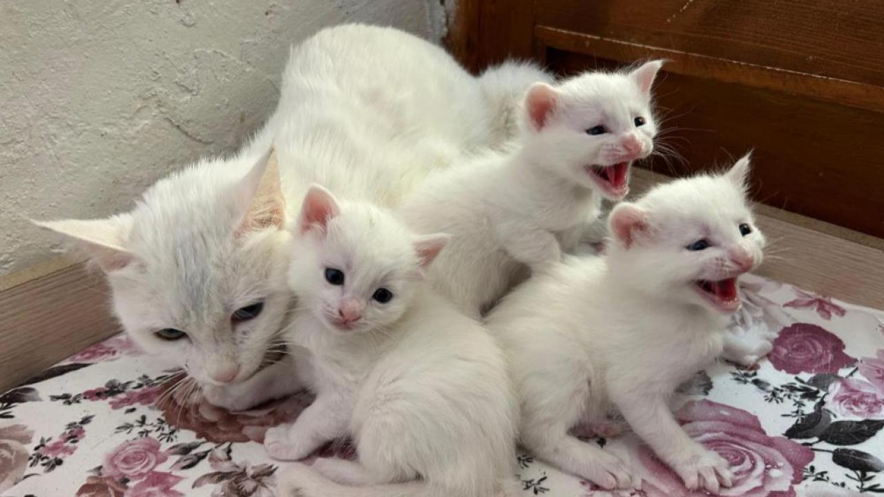 Kedi villasında yeni doğum heyecanı