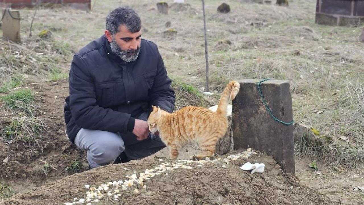 Kediler 9 gündür sahibinin mezarında bekliyor