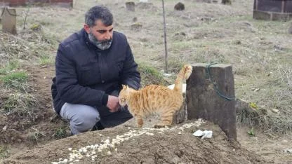 Kediler 9 gündür sahibinin mezarında bekliyor