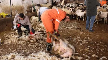 Kırsalda verimlilik için koyun kırkımı başladı