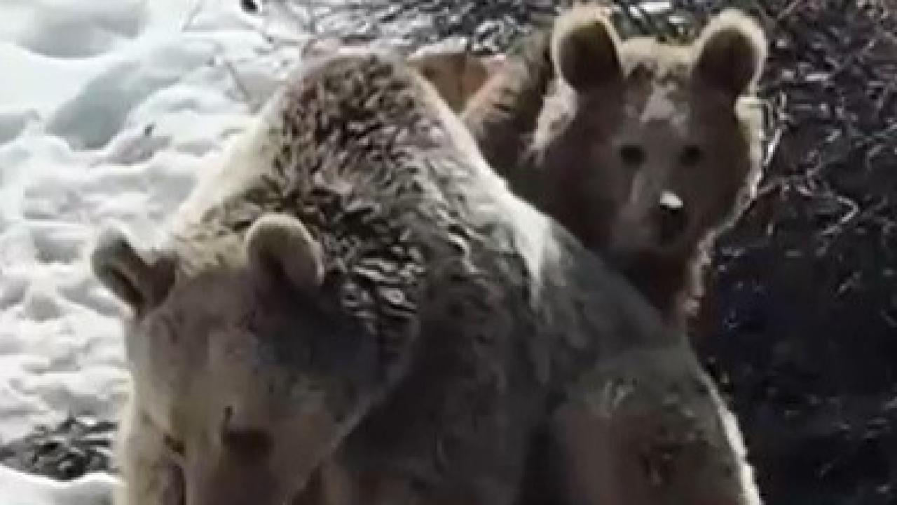 Kış uykusundan uyanan ayılar karda oyun oynadı