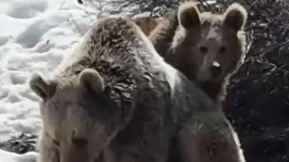 Kış uykusundan uyanan ayılar karda oyun oynadı