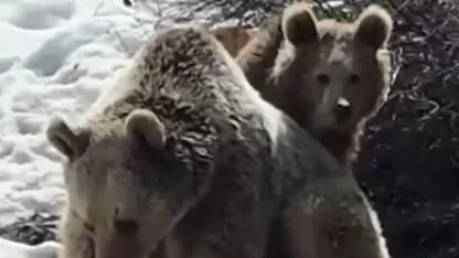 Kış uykusundan uyanan ayılar karda oyun oynadı