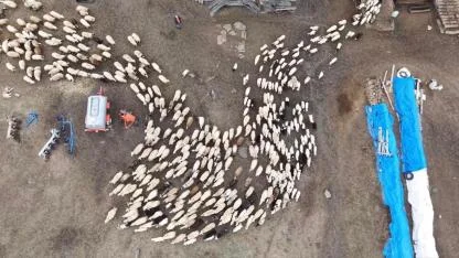 Köyde hayvanların sevinçli kavuşması