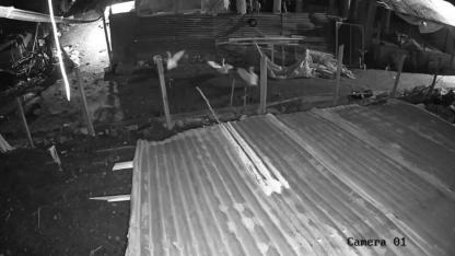 Kümese giren kurt, kazı alıp kaçtı