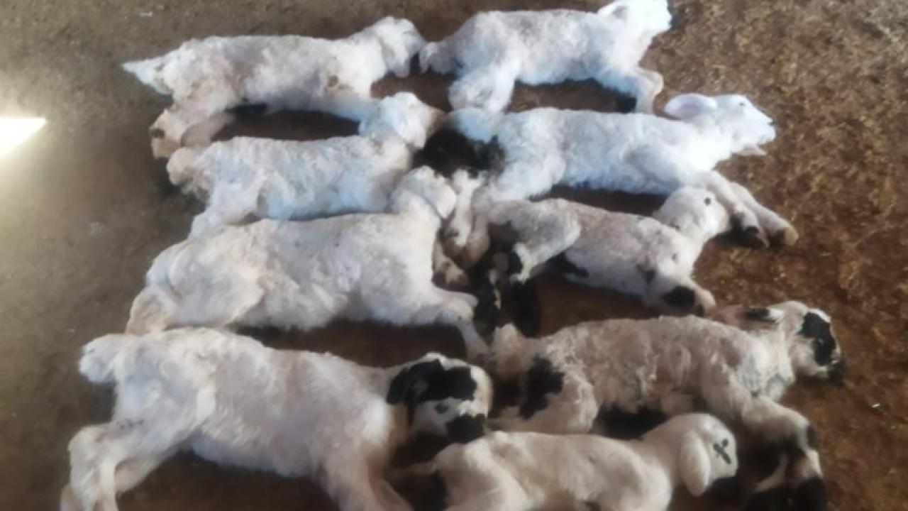 Kuzu ölümlerinin nedeni belli oldu