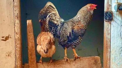 Kars’ta köy yaşamının en doğal hali