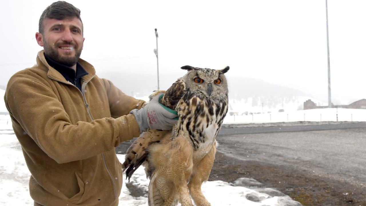 Sarıkamış'ta bitkin halde bulunan baykuş tedavi altına alındı