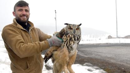 Bitkin bulunan baykuş doğa koruma ekiplerine teslim edildi