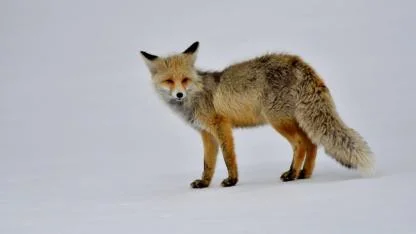 Sarıkamış'ta karlı arazide avlanan hayvanlar görüntülendi