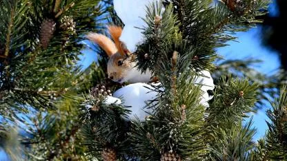 Sarıkamış’ta yaban hayvanları yiyecek arayışında