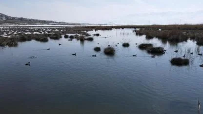 Sulak alanın gizli sakinleri havadan görüntülendi