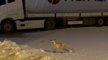 Tır parkında yiyecek arayan tilki kameraya takıldı