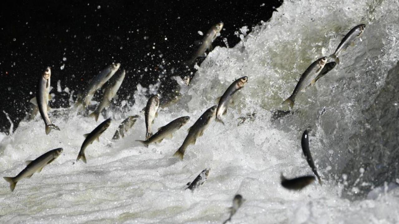 Van Gölü Havzası yağışlarla bereketlendi