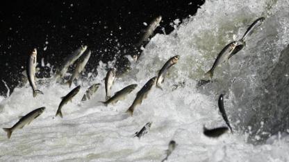 Van Gölü Havzası yağışlarla bereketlendi