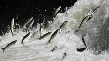 Van Gölü Havzası yağışlarla bereketlendi