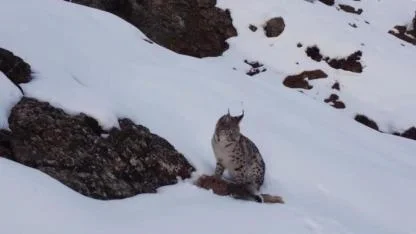 Vaşak tavşan avında