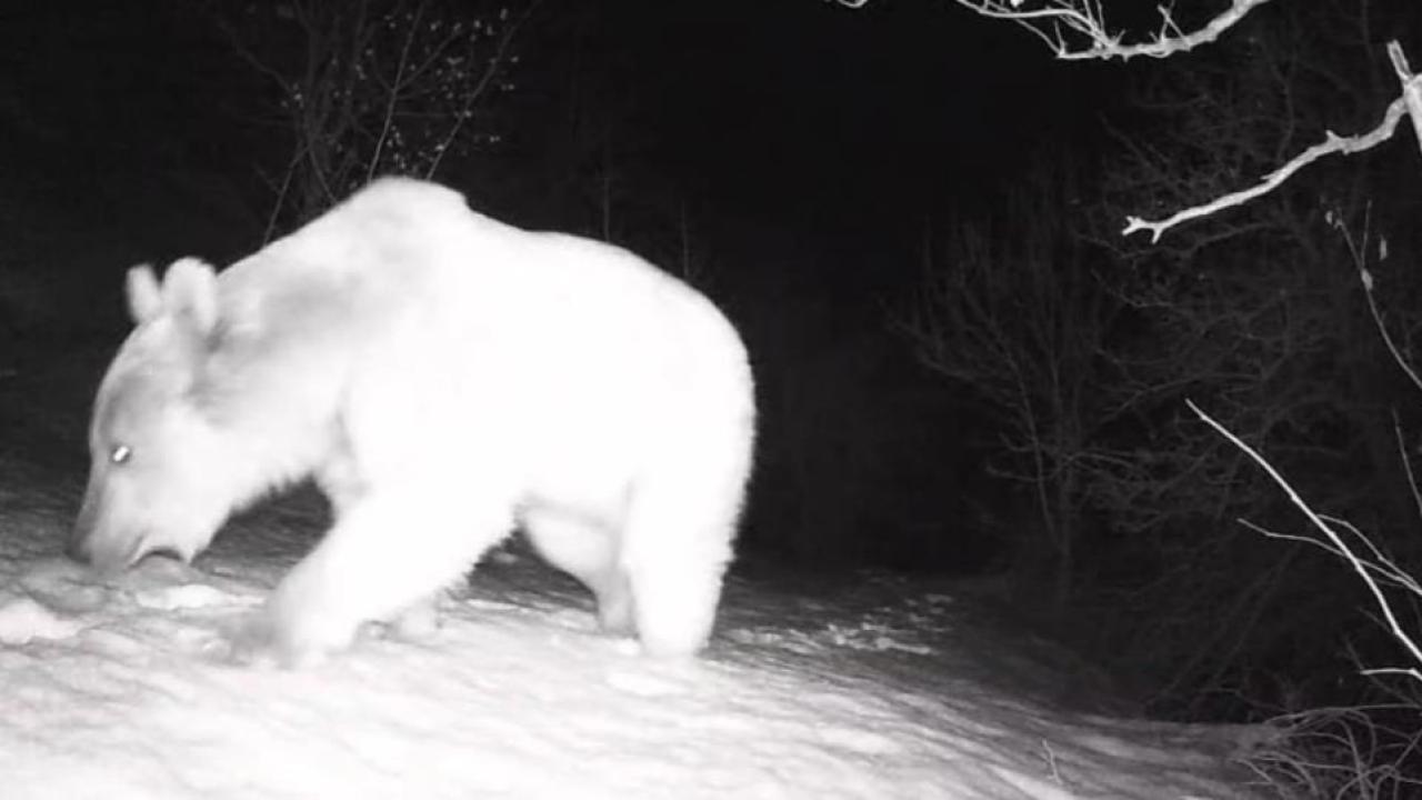 Yaban hayatı canlandı