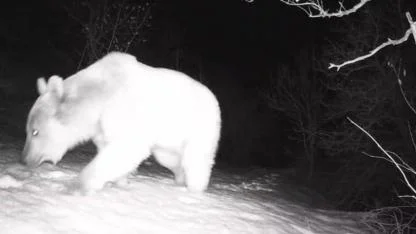 Yaban hayatı canlandı