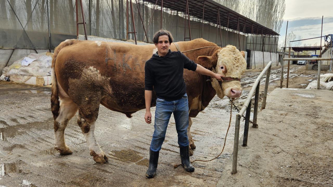 1 ton 190 kiloluk kurbanlık boğa alıcısını bekliyor