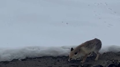 Aç kalan tilkiyi elleriyle besledi