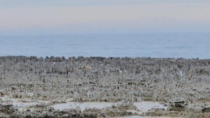 Adilcevaz sahilinde kuraklığın izleri derinleşiyor
