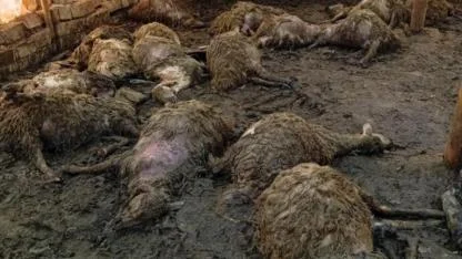 Ağıla giren kurt büyük zarar verdi