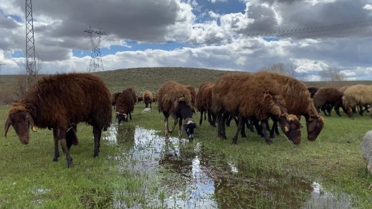 Ağrı’da 120 bin lira maaşa rağmen çoban bulunamıyor