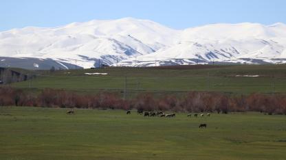 Ağrı’da aynı anda kış ve bahar manzarası