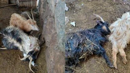 Ahıra giren kurtlar küçükbaşları telef etti