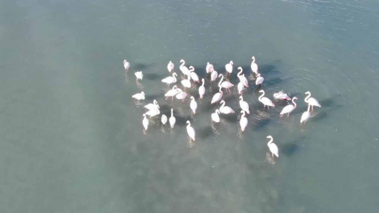 Allı turnalar görsel şölen oluşturdu