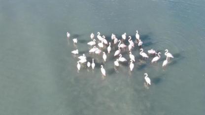 Allı turnalar görsel şölen oluşturdu