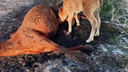 Annesini kaybeden tay, onu hâlâ emmeye çalıştı
