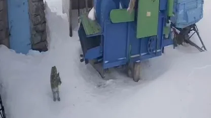 Ardahan’da aç kalan vaşak köye indi