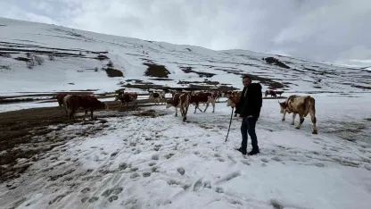 Ardahan’da kış mevsiminin uzaması hayvancılığı vurdu