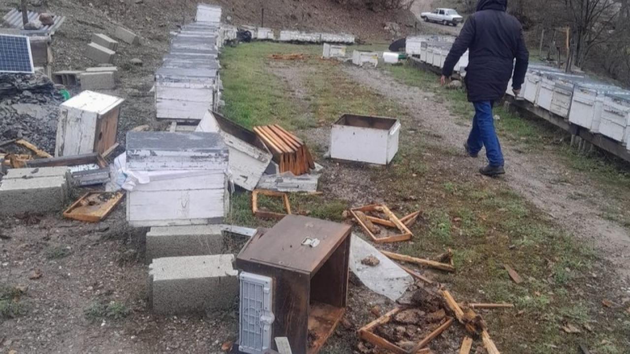 Arı kovanlarına ayı saldırısı