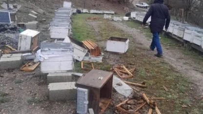 Arı kovanlarına ayı saldırısı